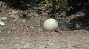 L’œuf Dagbegnon de fertilité, puissant marabout voyant SAFARI Tidiane