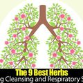 ➡️Les 9 meilleures herbes pour le nettoyage pulmonaire et le soutien respiratoire