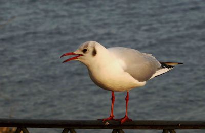 retour au lac et à ses mouettes la couleur des