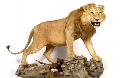 Lion d'Afrique à crinière naturalisé entier, gueule ouverte. 