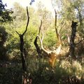 Stage de carnet de voyage, forêt de Brocéliande