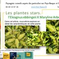 Eleagnus ebbingeii x Maryline Arbrela par Paysagiste Pays Basque et paysagiste Landes