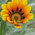 GAZANIA