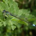 Agrion élégant