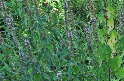 Une herbacée pour un jardin de fleurs sauvages...