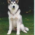 MAJESKA CCYRUSKA, MALAMUTE D'ALASKA