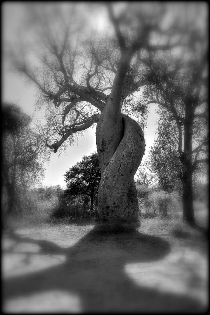 MARCEL BEALU, ARBRES, LEGENDE, AMOUR, NATURE