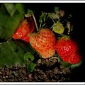 FRAISES