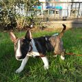 Bull Terrier Miniature 