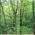 Cabane dans les arbres, les photos !