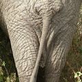 Eléphants 3 - Afrique de l'Est
