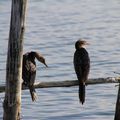 Cormorans