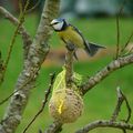 Oiseaux du jardin