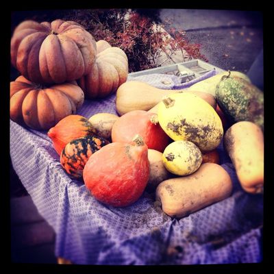 Les courges de saison!