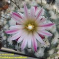 Turbinicarpus roseiflorus