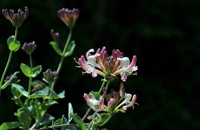 La fleur du lundi