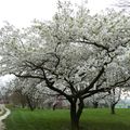 JARDIN DU BOIS MARQUIS...