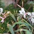 Surprise au jardin et Bouquet de pétales 