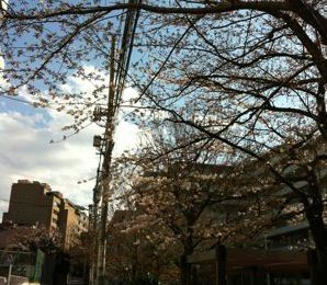 Mercredi premiers cerisiers en fleurs