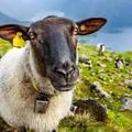 Moselle : pour sauver leur école, ils inscrivent quatre moutons