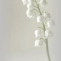 Un brin de muguet