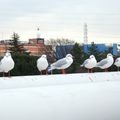 mouettes