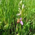 Orchidée "Ophrys abeille"