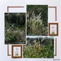 Camargue - les graminées