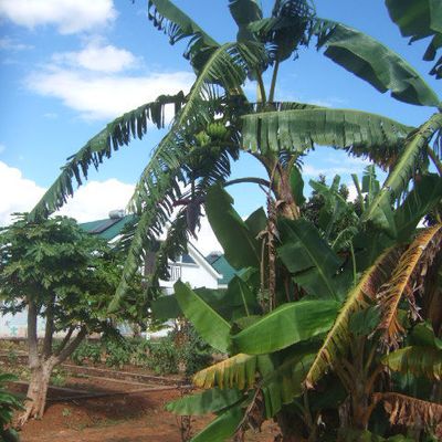 Bananiers et régimes de bananes