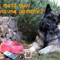 Stage alimentation Chien/Chat