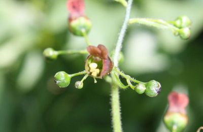 La Scrofulaire noueuse ou Herbe aux écrouelles