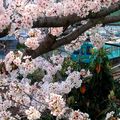 Sakura-2: les cerisiers du parc à Oji