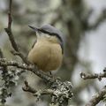 - AUJOURD'HUI COMPTAGE DES OISEAUX DANS LES JARDINS -