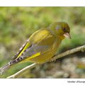 VISITEURS DU MOMENT AU JARDIN