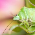 Punaise verte (Palomena prasina)