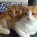 Soria ou Sora et Aïna, 2 chatons affamés jetés dans les champs de canne