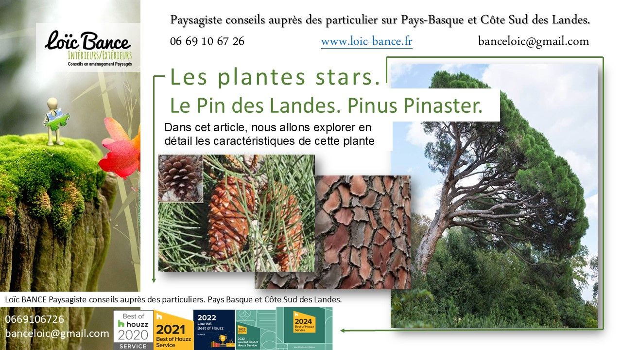 Le Pin des Landes (Pinus pinaster), également appelé Pin maritime, est un arbre emblématique de la région des Landes, en France. Par Paysagiste Pays Basque et Paysagiste Landes