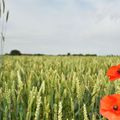In Flanders' fields the poppies blow par John McCrae