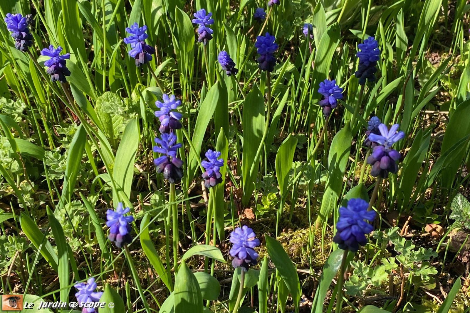 Muscari latifolium