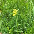 Elle doit son nom de genre à ses fleurs en forme de nez