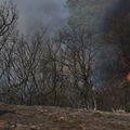 Incendies dans le Sud-Est