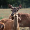 Elevages de cerfs et centre équestre des eaux claires