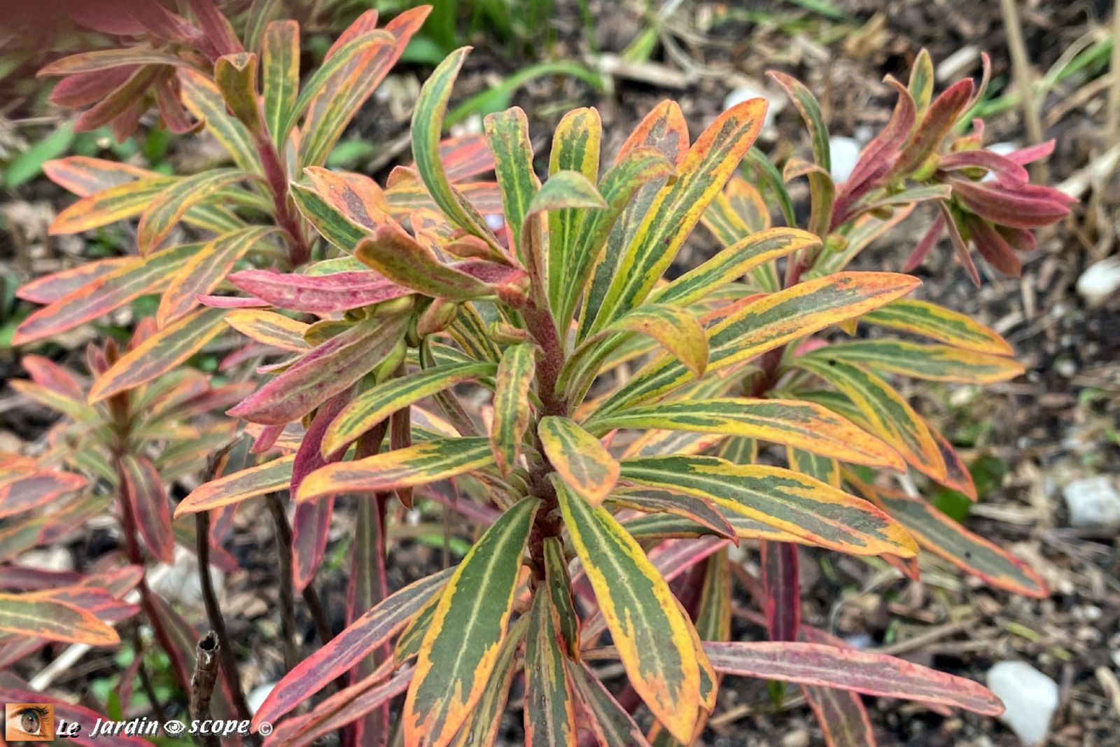 Euphorbe Ascot Rainbow