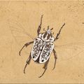 Illustration "Insectes" (Détails)