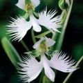 Orchidée Colombe (habenaria radiata)