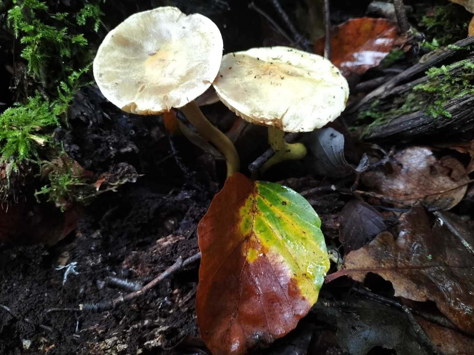Navarrenx, dans les bois, champignon et feuilles (64)