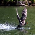 Carnet de voyage, nouvelles photos d'oiseaux