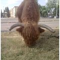 192/365 - 2011 : Buffalo bill
