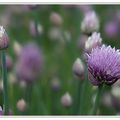 La ciboulette en fleur