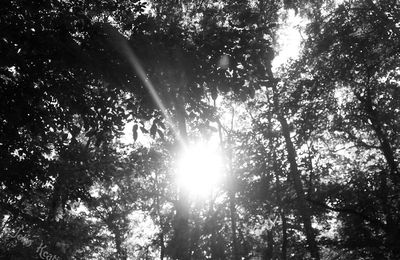 Soleil, dans la forêt à côté de chez ma tan